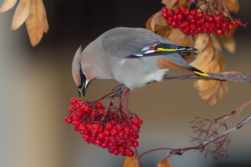 Bird Eating Berries — Red, Calm, Autumn
