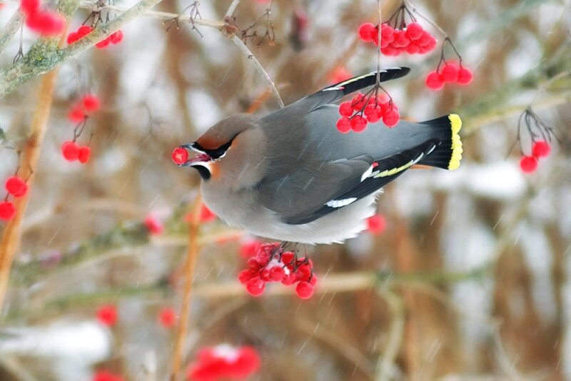 Bird Eating Berries — Red, Calm