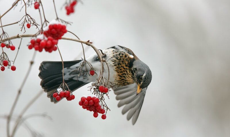 Bird Eating Berries — Red, Calm, Winter, Photograph, Snow, Branch