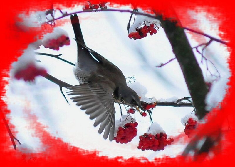 Bird Eating Berries — Red, Calm, Winter, Photograph, Snow