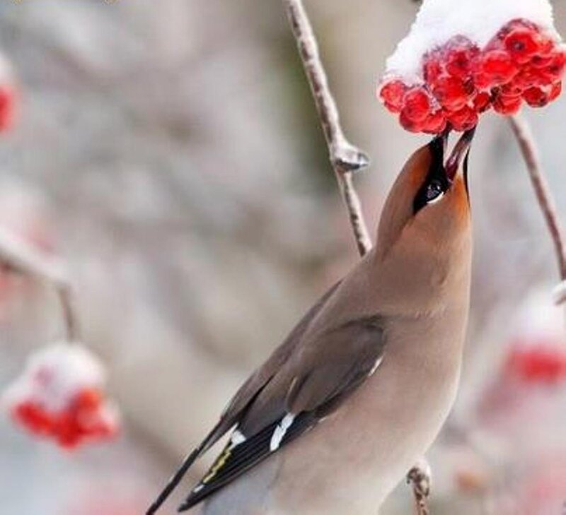 Bird Eating Berries — Red, Calm, Winter, Photograph