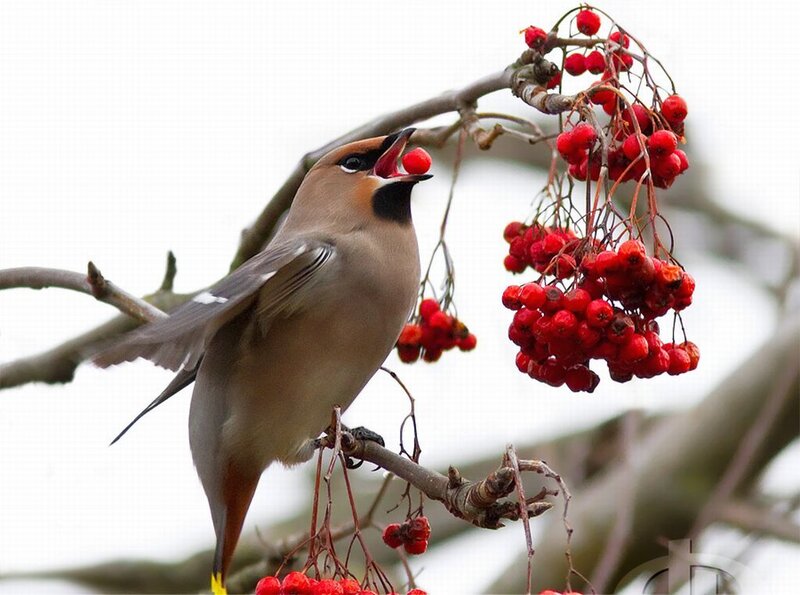 Bird Eating Berries — Red, Calm, Winter