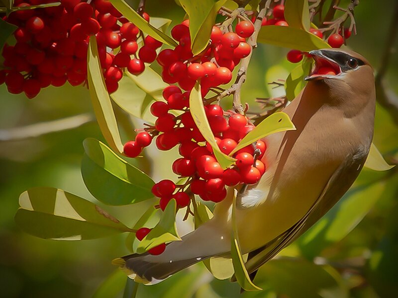 Bird Eating Berries — Red, Natural