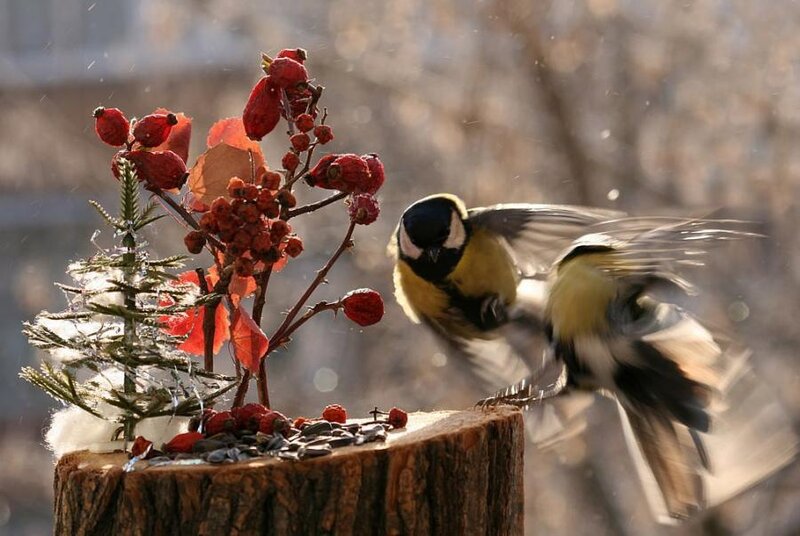 Bird Eating Berries — Red