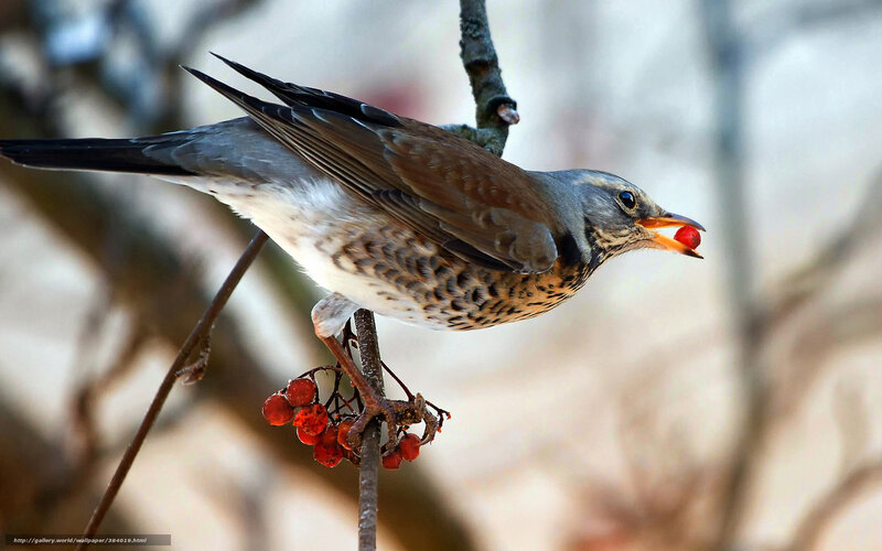 Bird Eating Berry — Brown, Natural