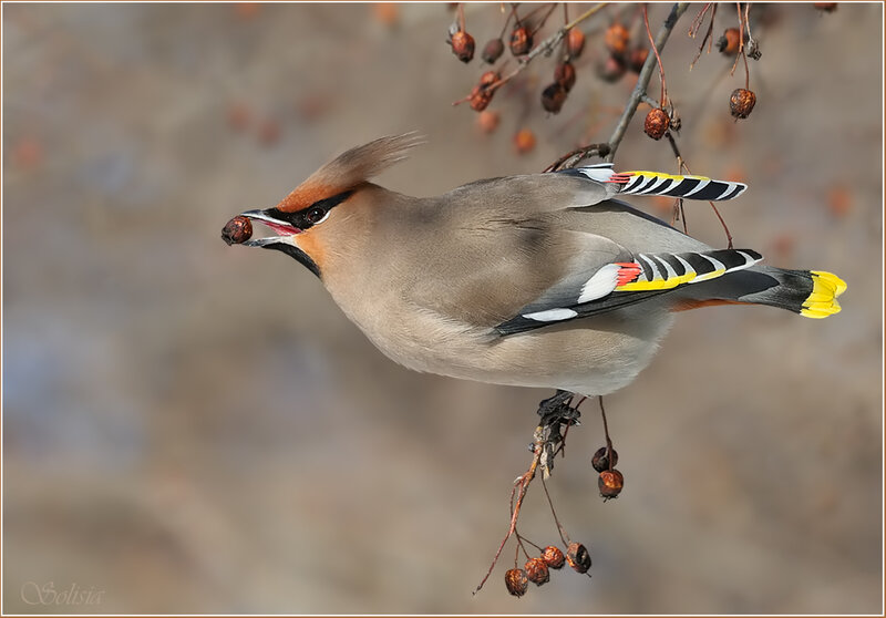 Bird Eating Berry — Brown