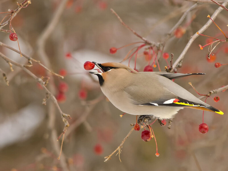 Bird Eating Berry — Gray, Calm