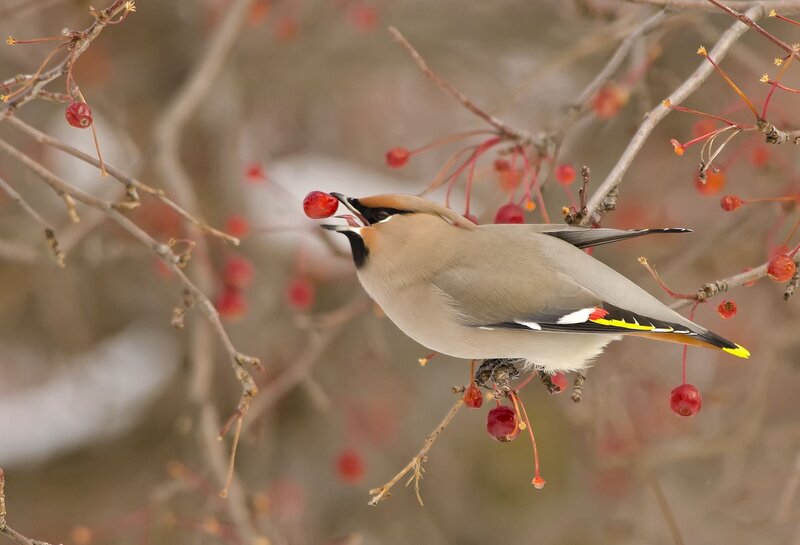 Bird Eating Berry — Gray