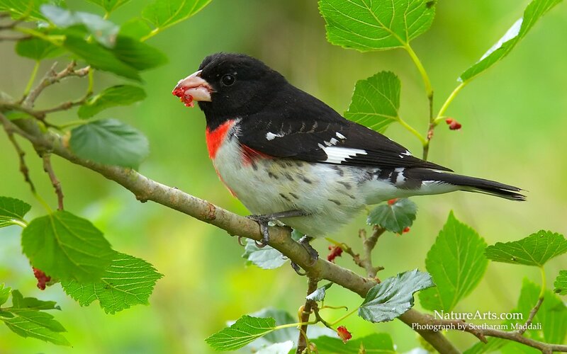 bird eating berry on branch