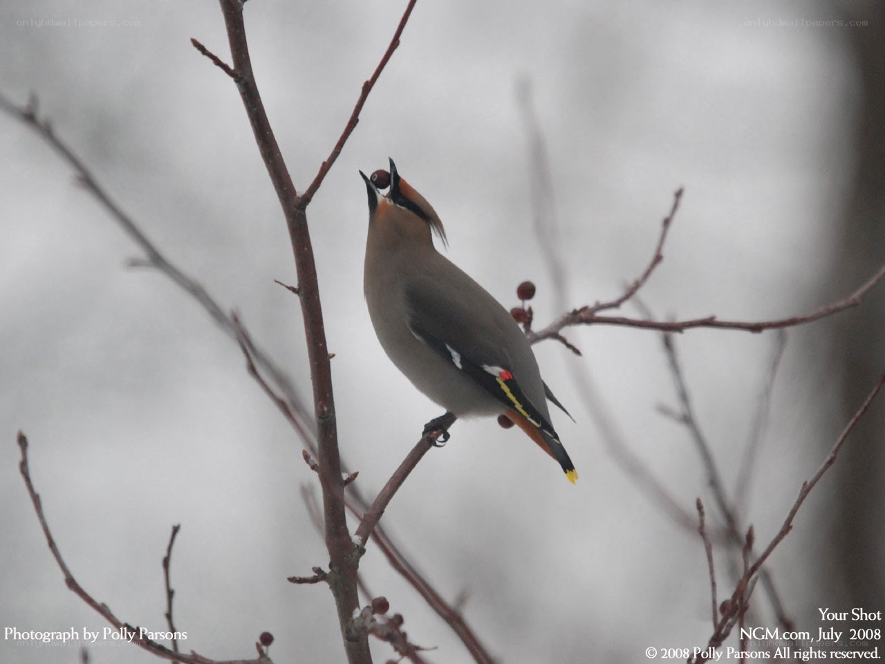 bird eating berry on branch
