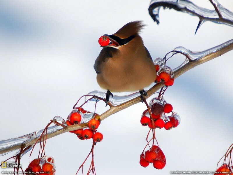 Bird eating berry on icy branch