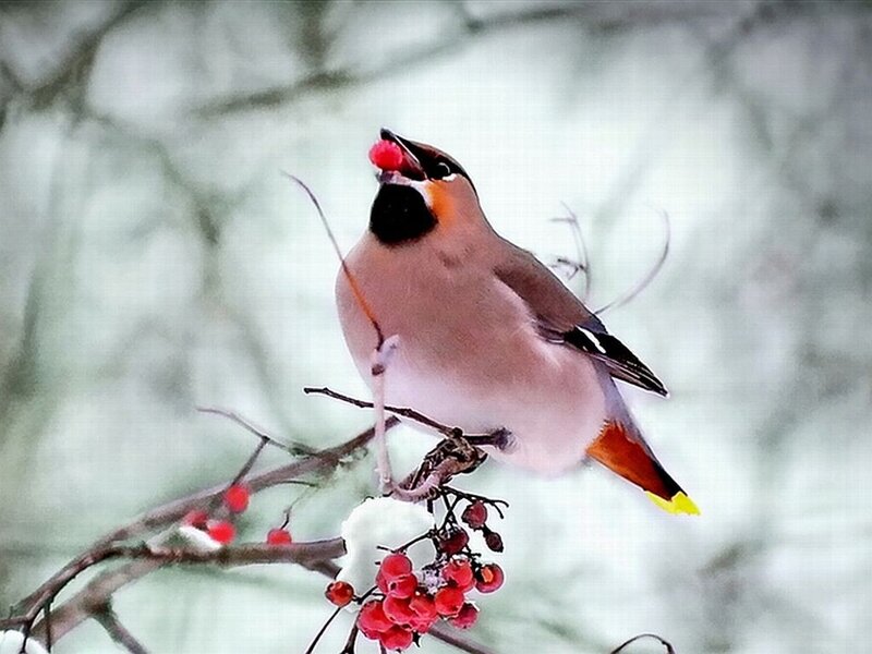 Bird Eating Berry — Red