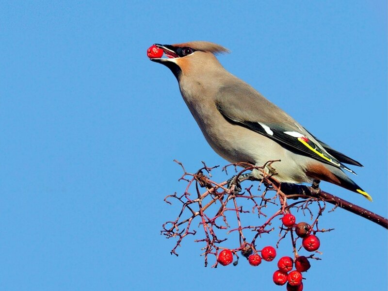 Bird Eating Berry