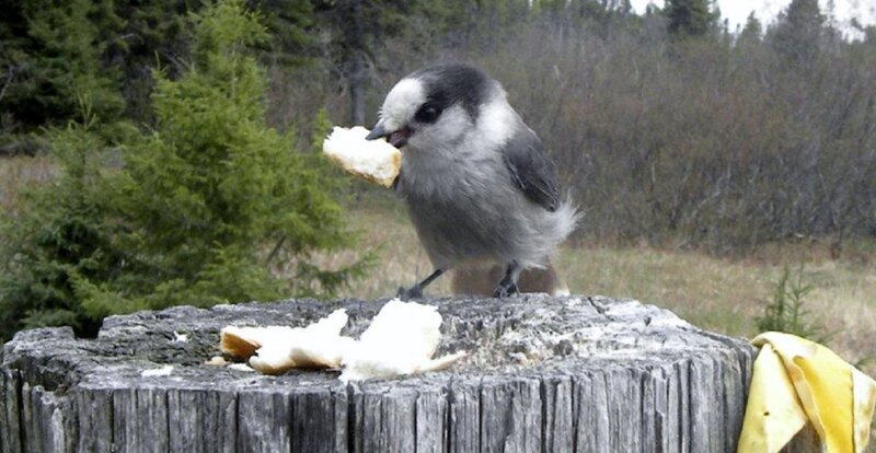 Bird Eating Bread — Gray