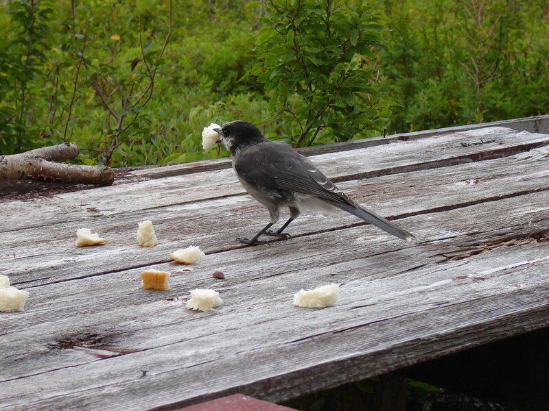 Bird Eating Bread