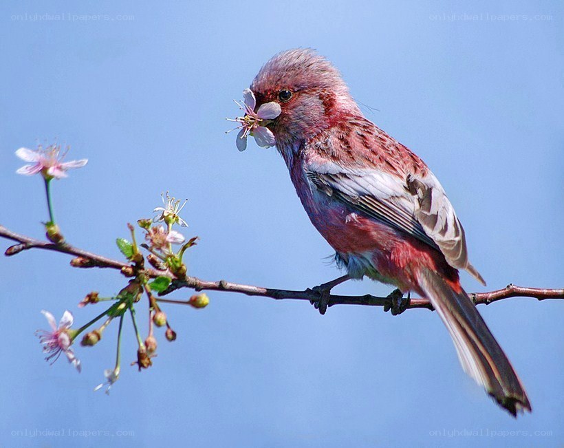bird eating cherry blossom