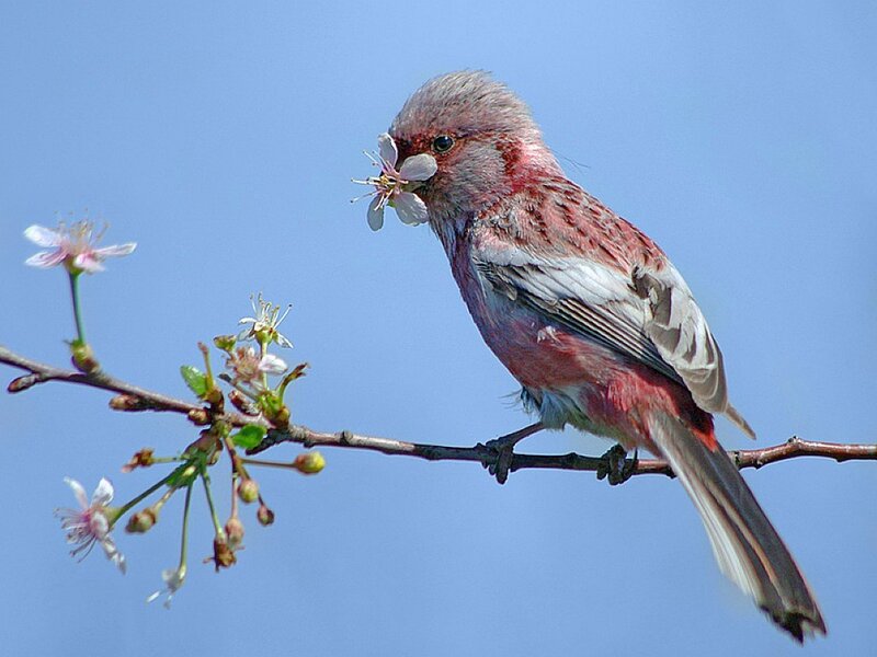 bird eating cherry blossom