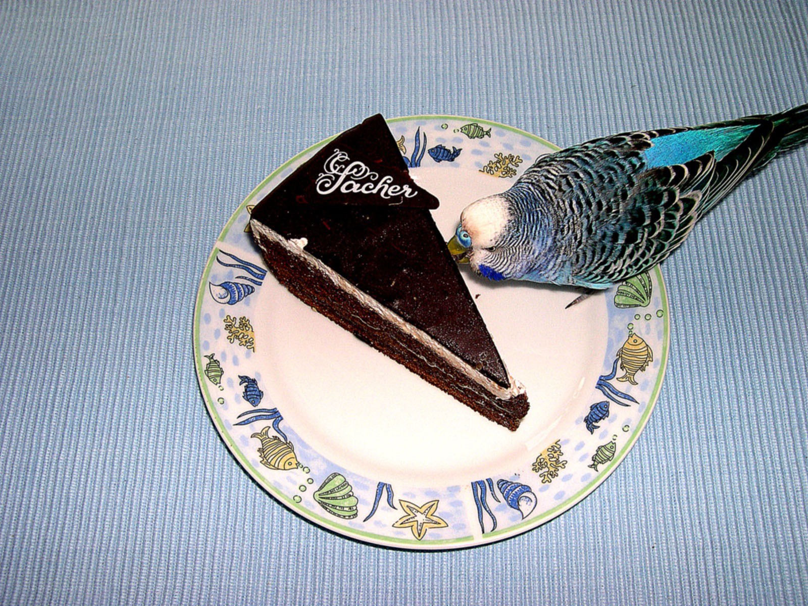 bird eating chocolate cake