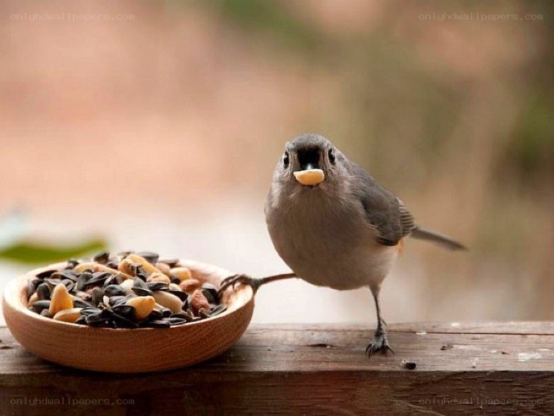 bird eating from a bowl