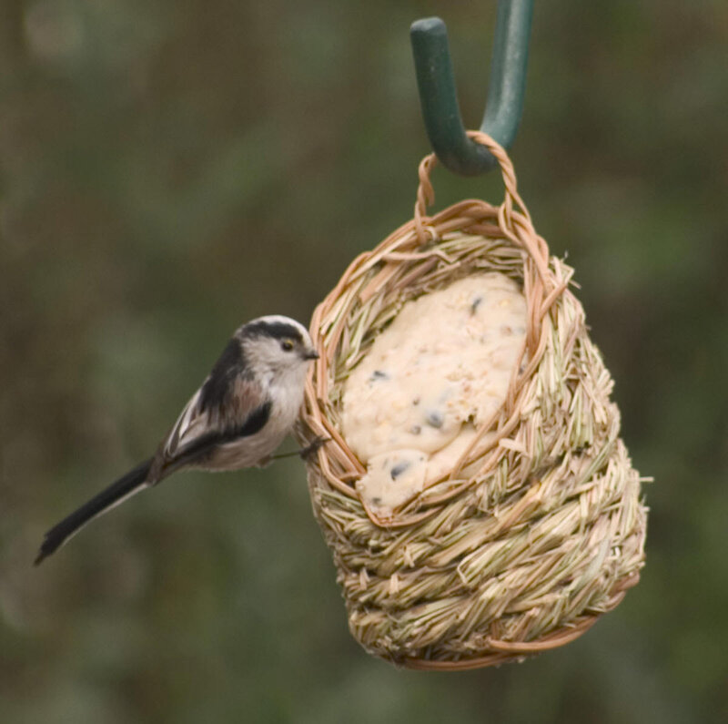 Bird eating from a feeder