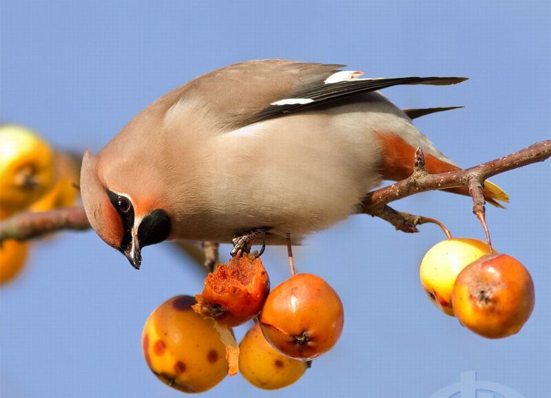 Bird Eating Fruit