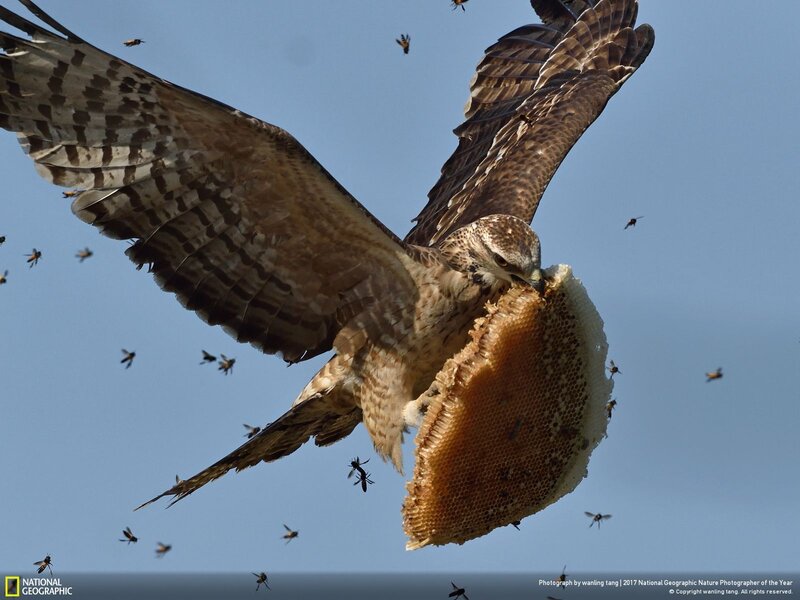 Bird Eating Honeycomb