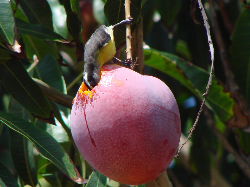 Bird Eating Mango
