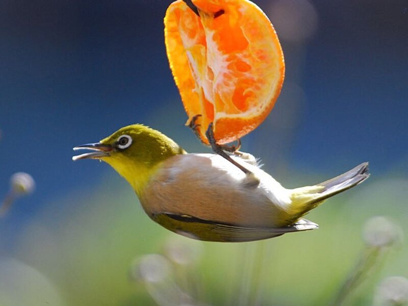 Bird eating orange slice