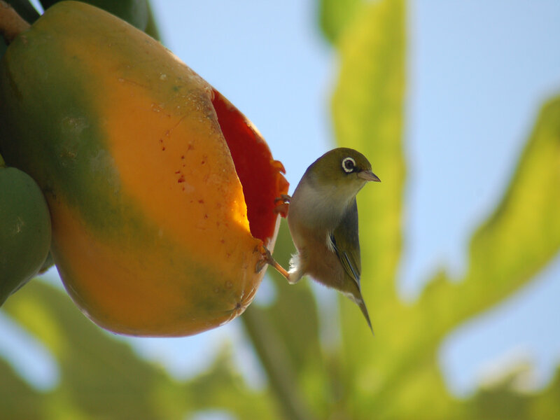 Bird Eating Papaya