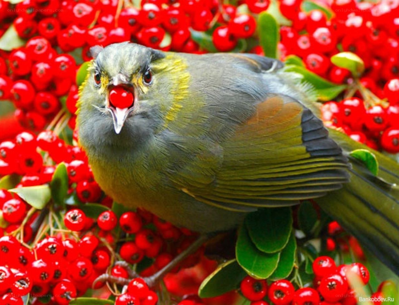 bird eating red berries