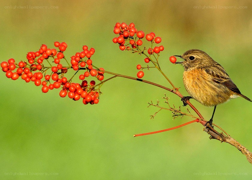 bird eating red berries