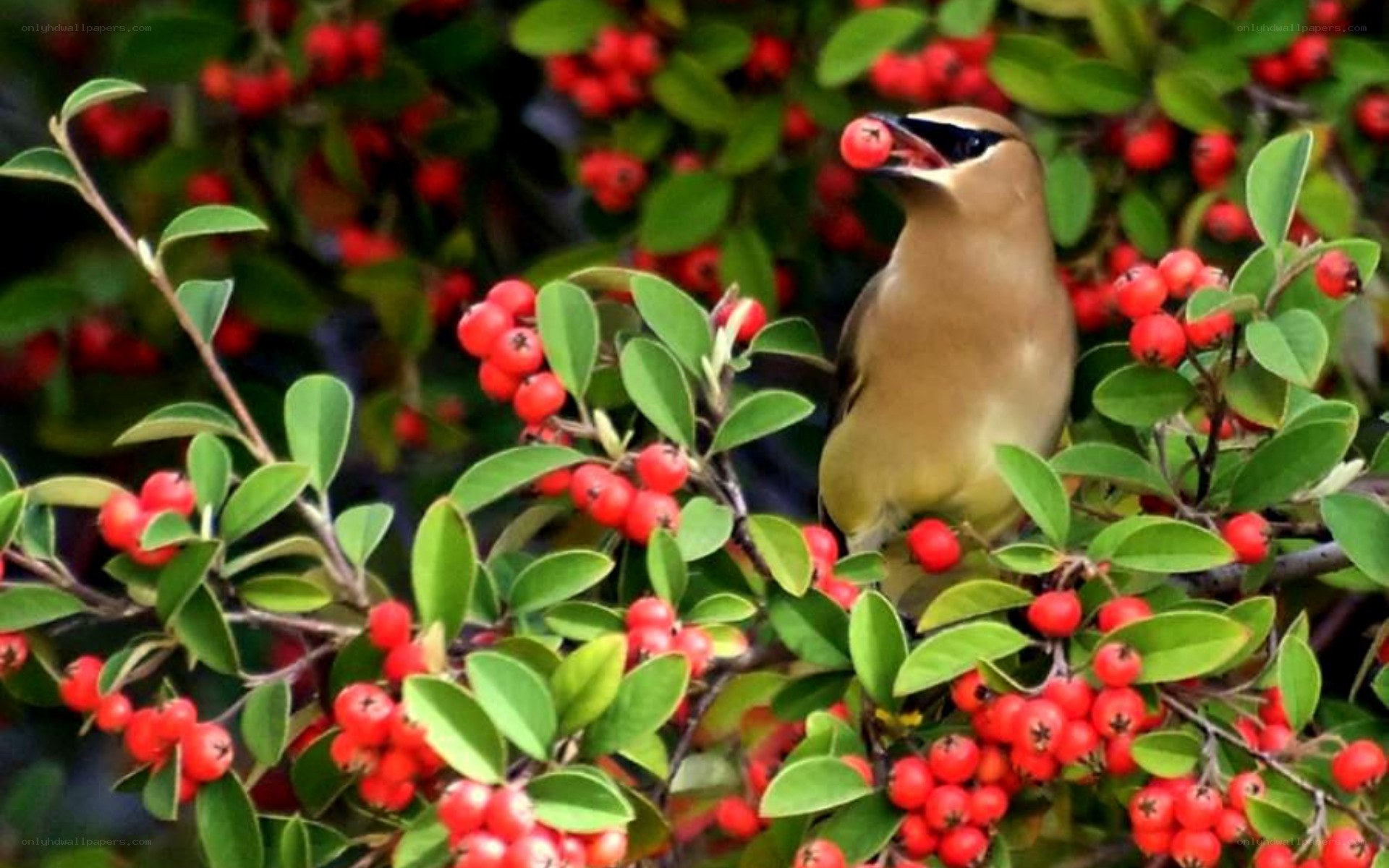 bird eating red berries