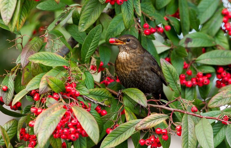 bird eating red berries