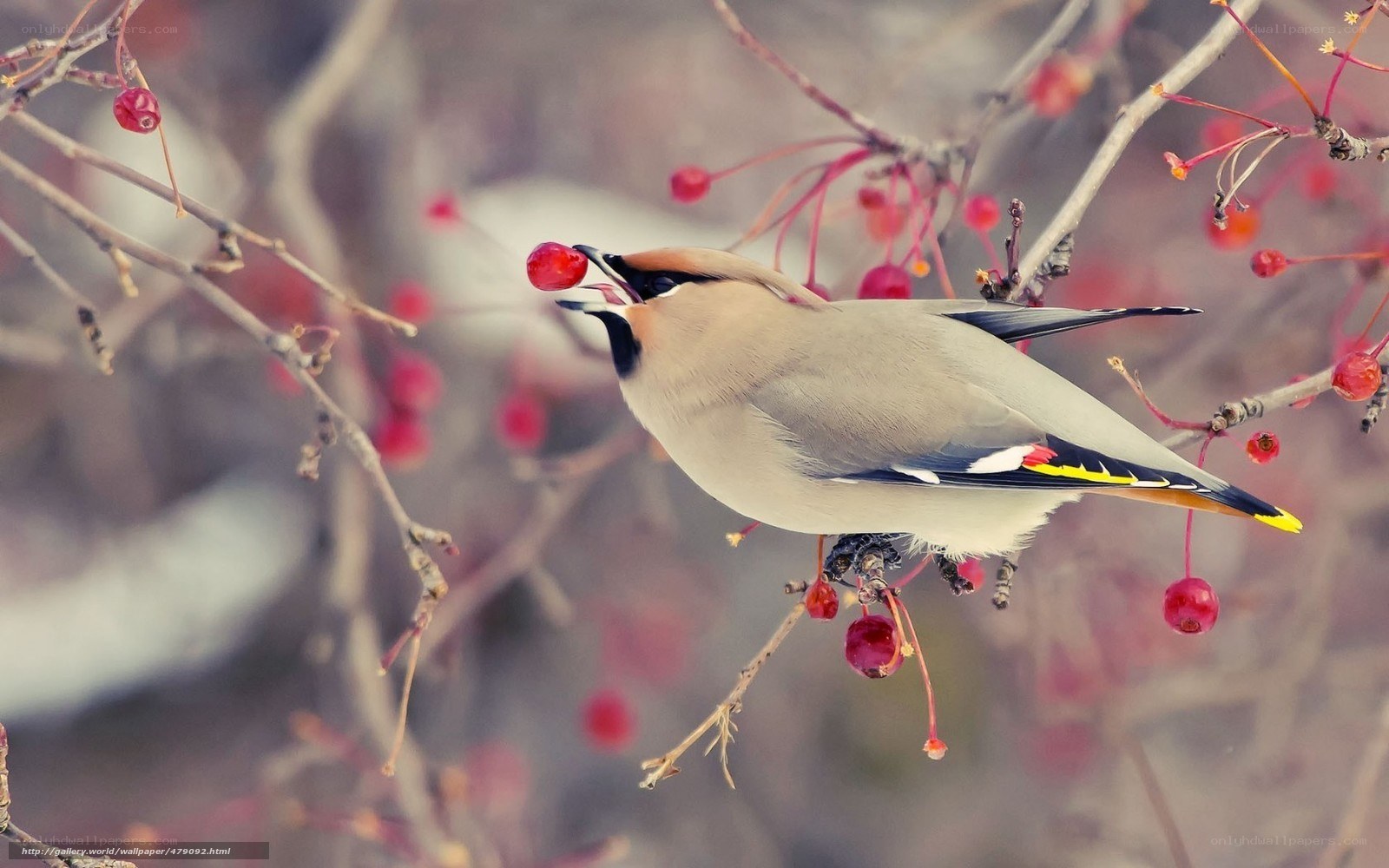 bird eating red berries