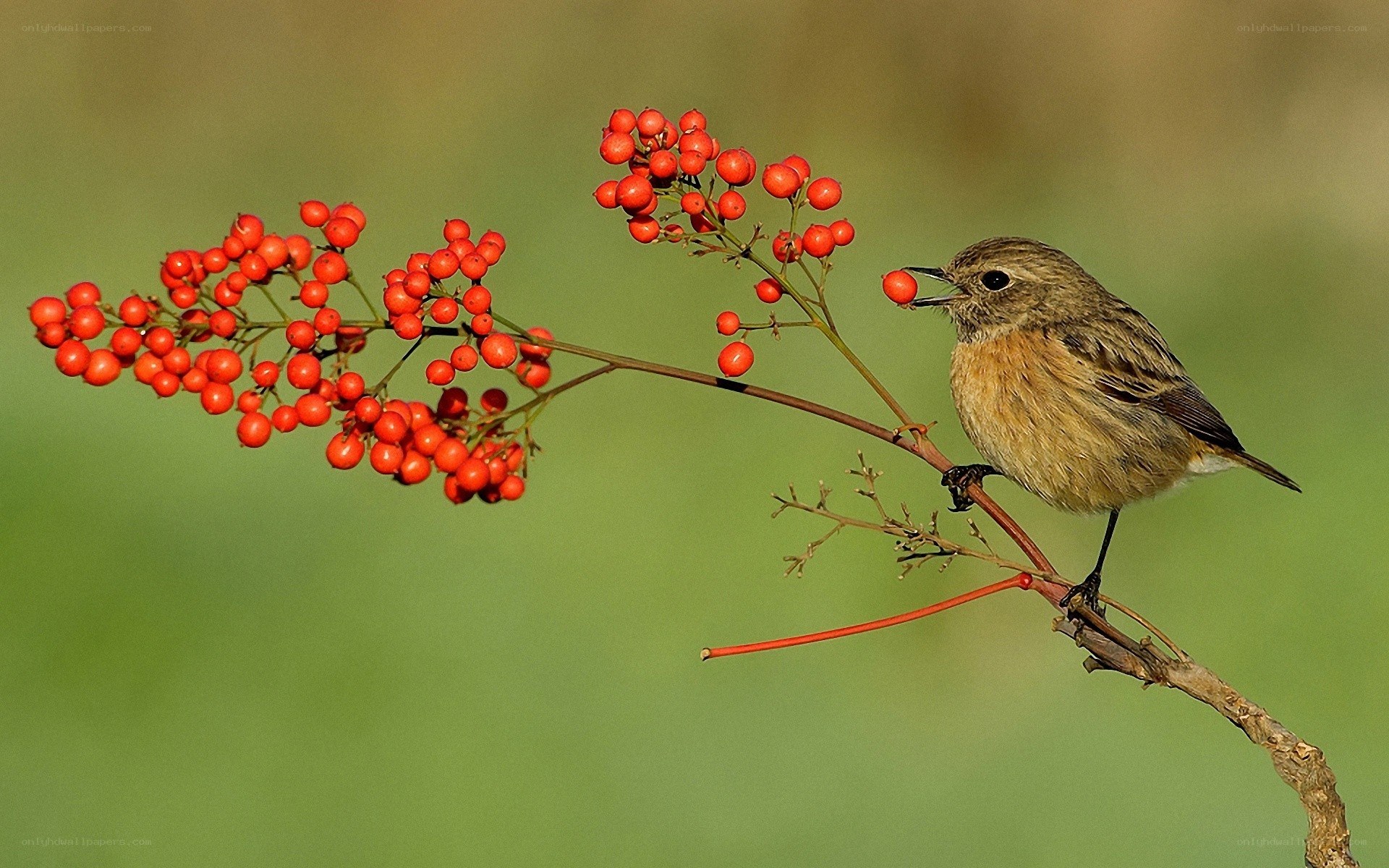 Bird eating red berries