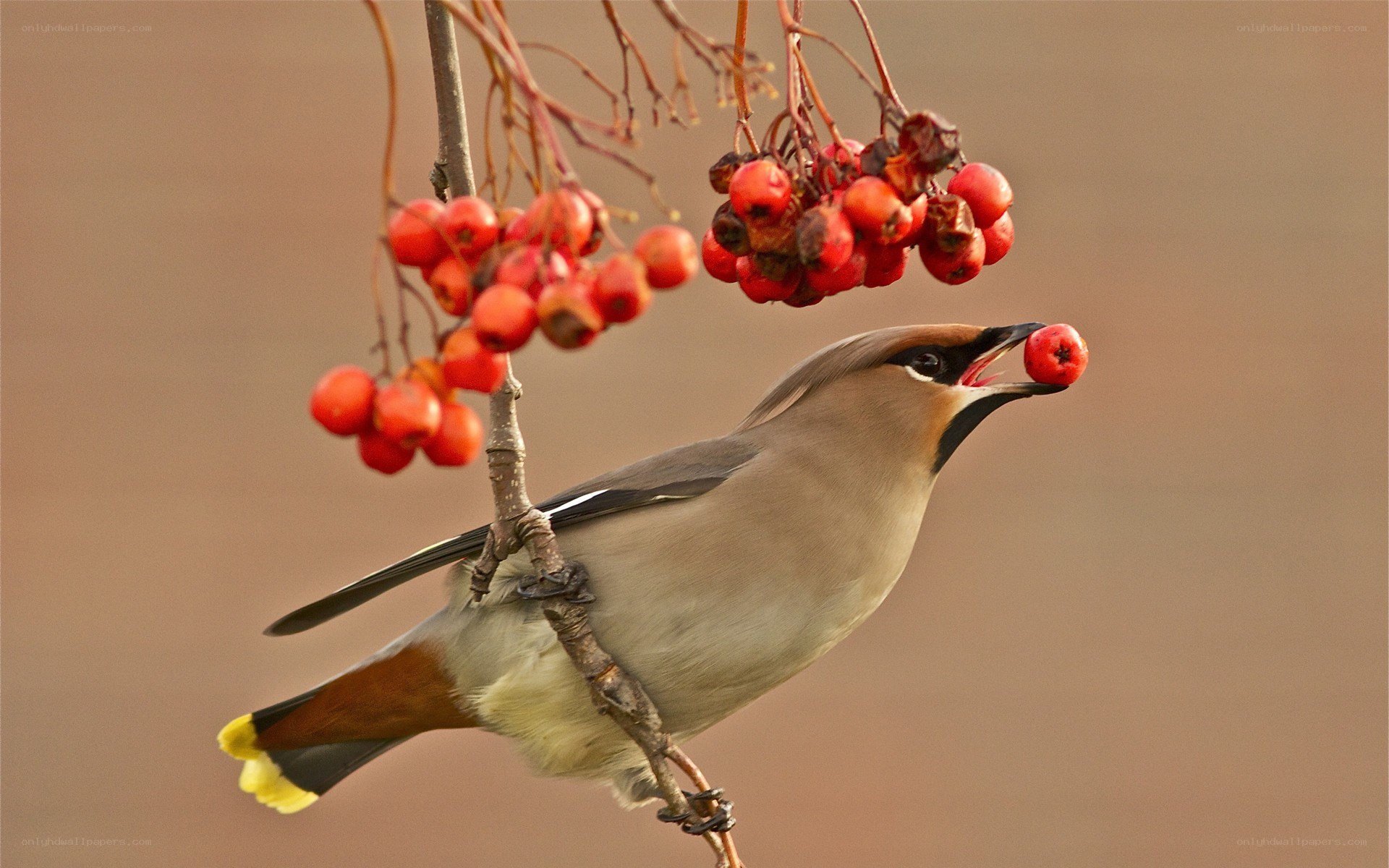 bird eating red berries
