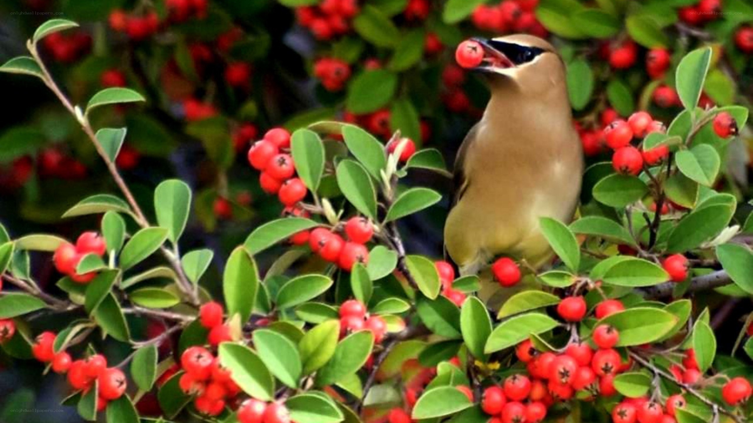 bird eating red berries