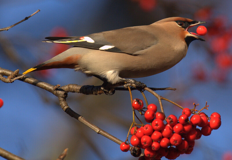 Bird Eating Red Berries — Calm, Autumn