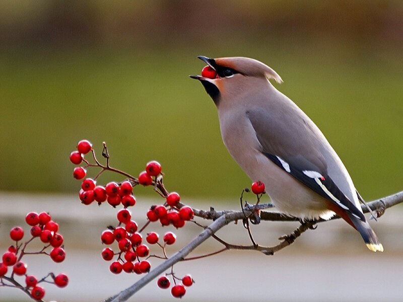 Bird Eating Red Berries — Calm