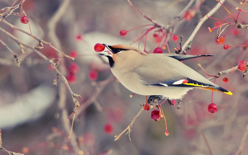 Bird Eating Red Berries — Calm, Winter