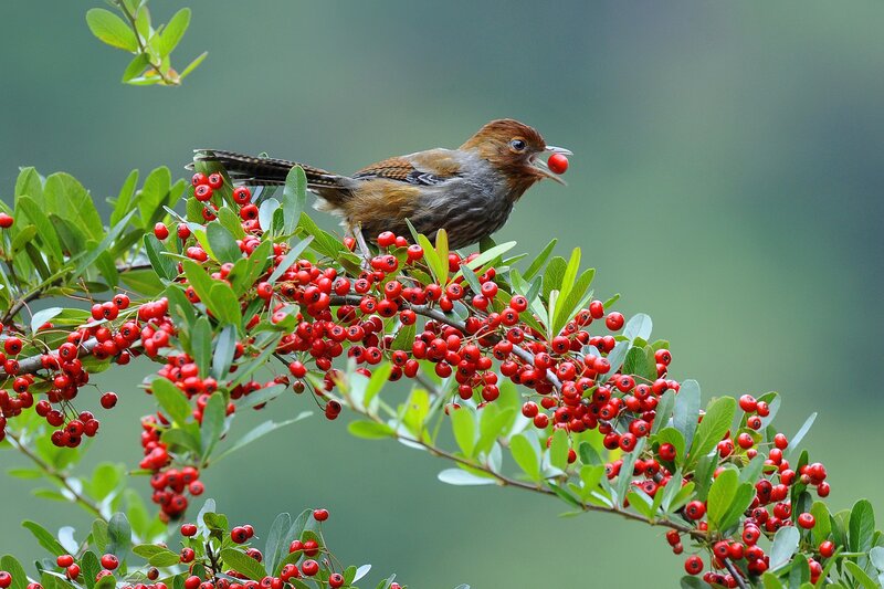 Bird Eating Red Berries — Natural