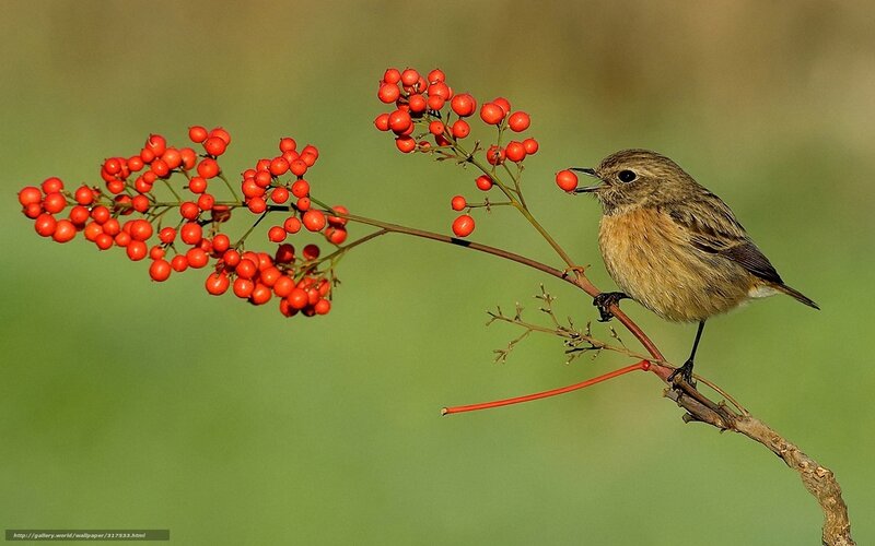 Bird eating red berries
