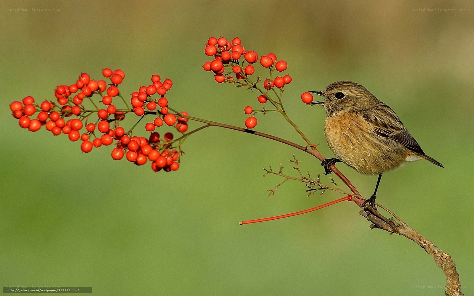Bird eating red berries