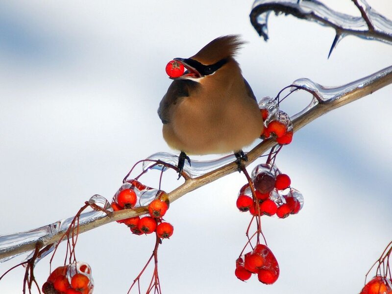 bird eating red berry