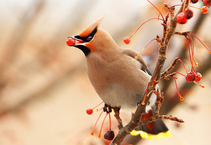 Bird Eating Red Berry — Brown, Calm