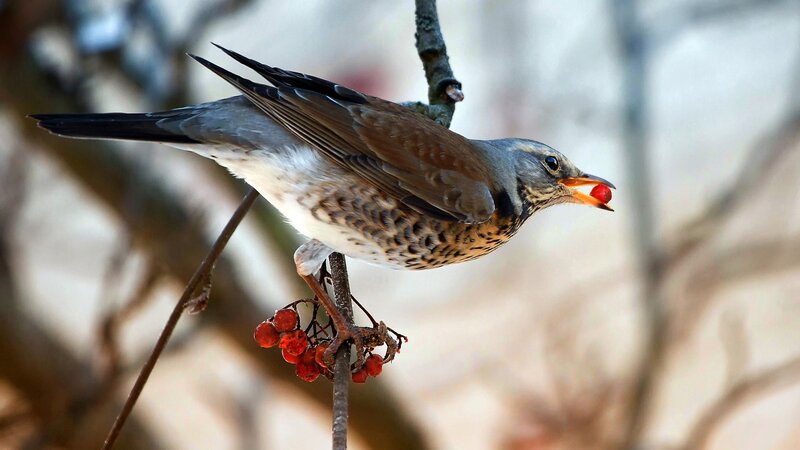 Bird Eating Red Berry — Brown, Natural, Autumn