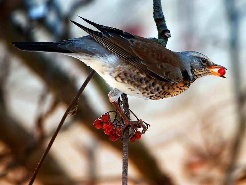 Bird Eating Red Berry — Brown, Natural