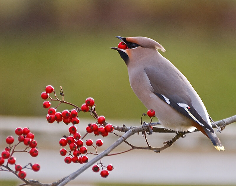 Bird Eating Red Berry — Brown
