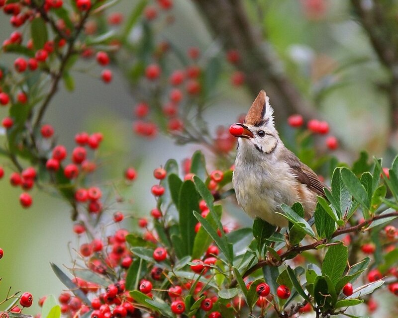 Bird Eating Red Berry — Natural
