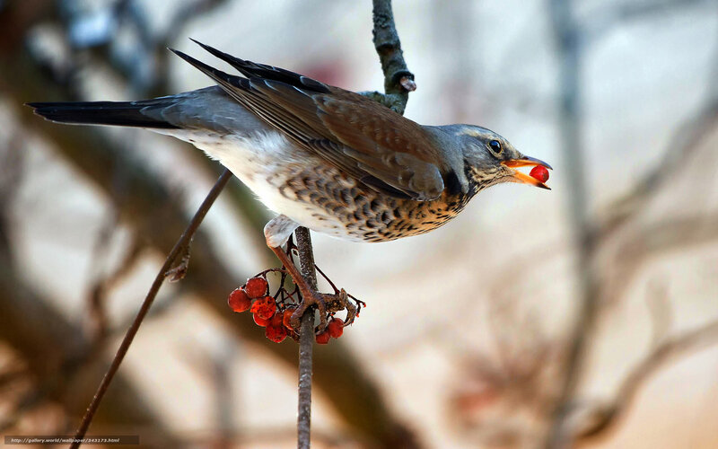 bird eating red berry